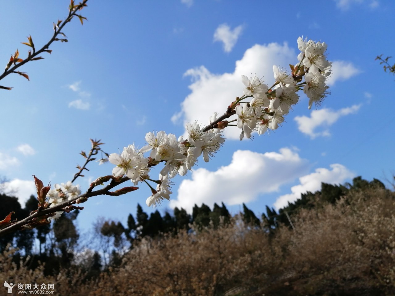 鄢家山的樱花已经谢了,大家还有其他赏樱的地方推荐吗?