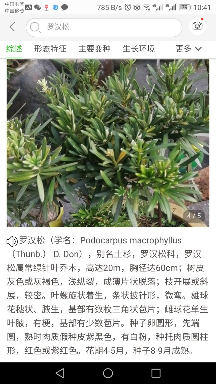 罗汉松