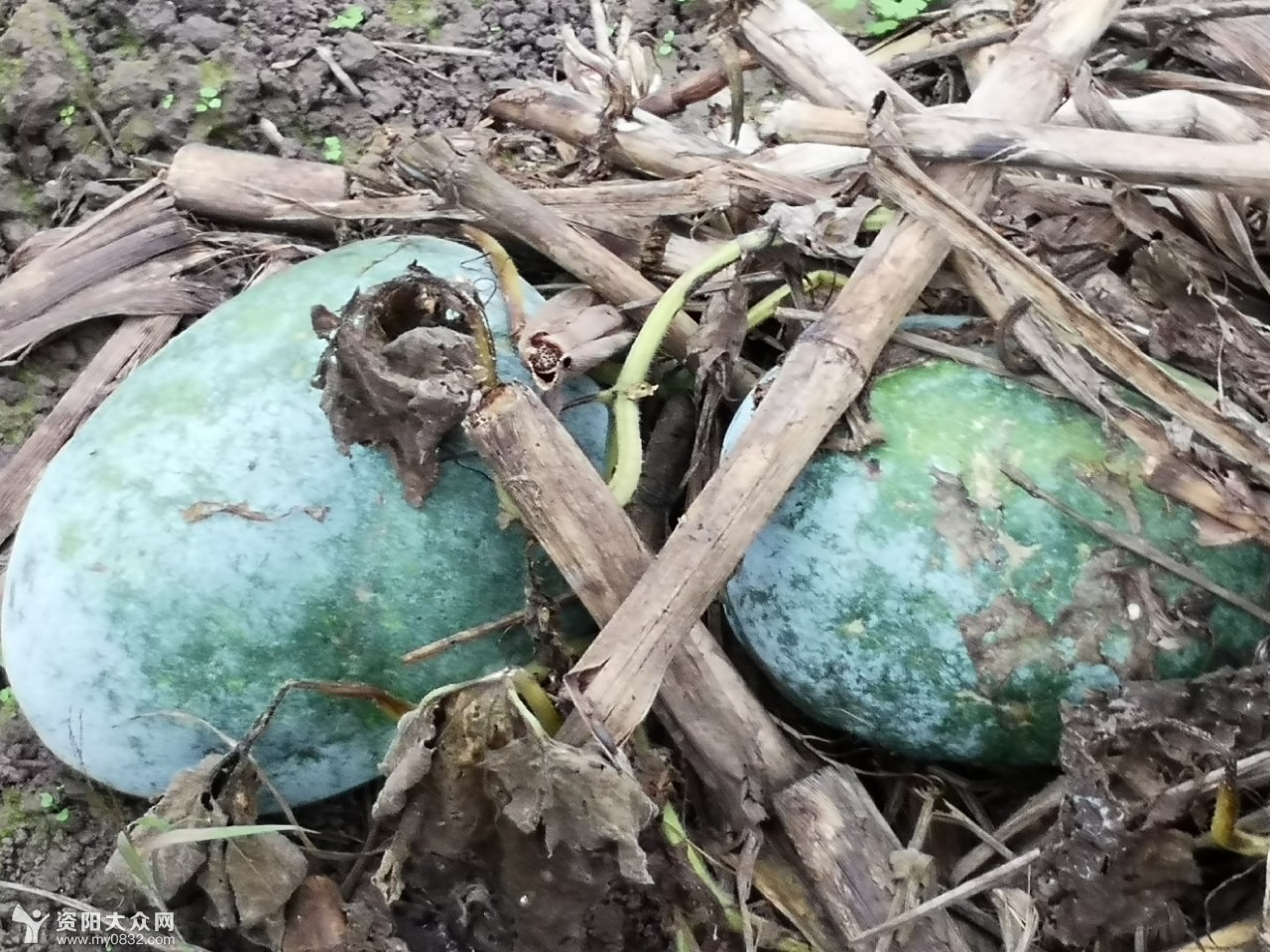 城市冬瓜价钱好 农村冬瓜烂如泥
