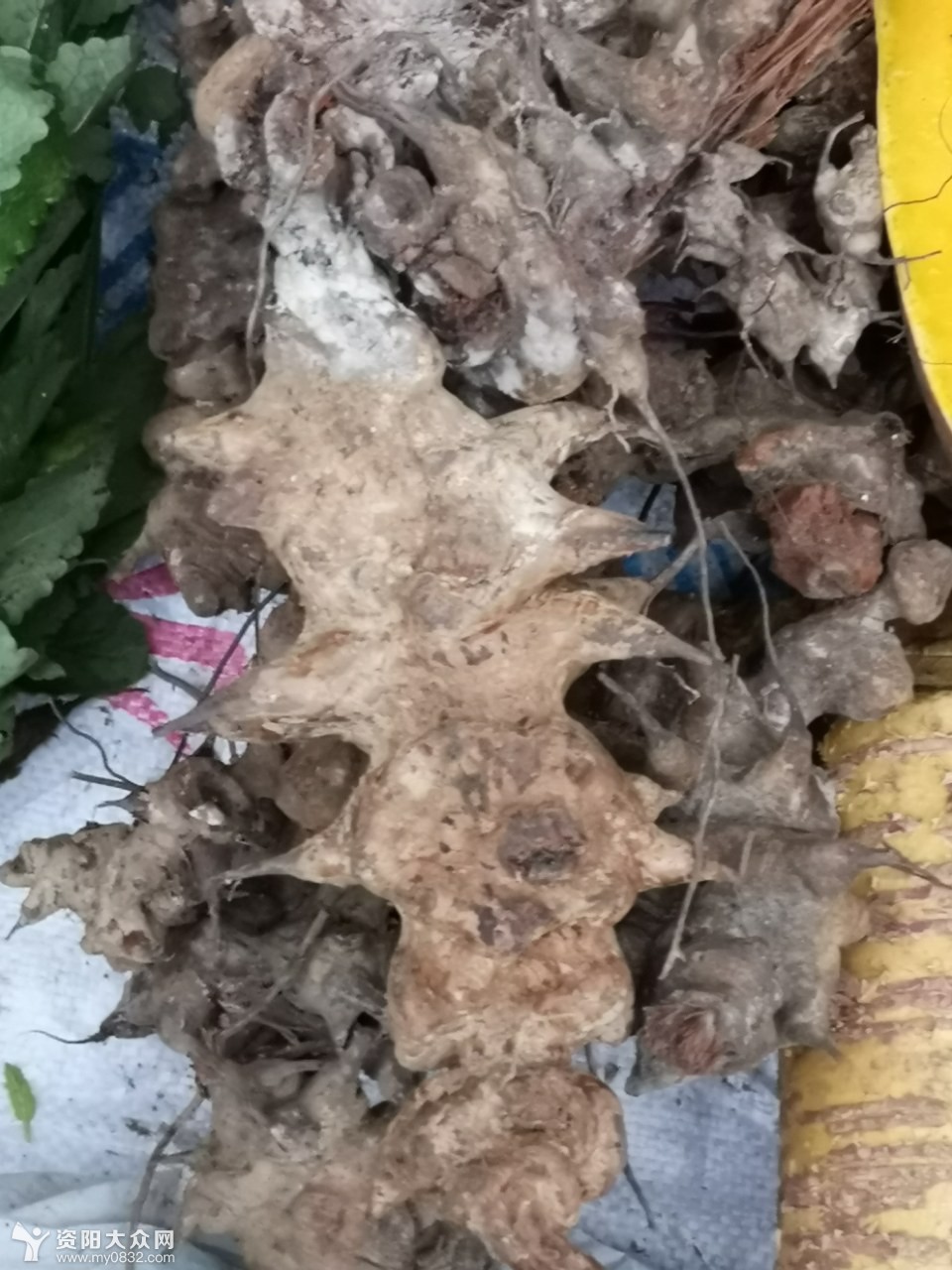 据说丹方铁螃蟹治脚抽筋等有奇效