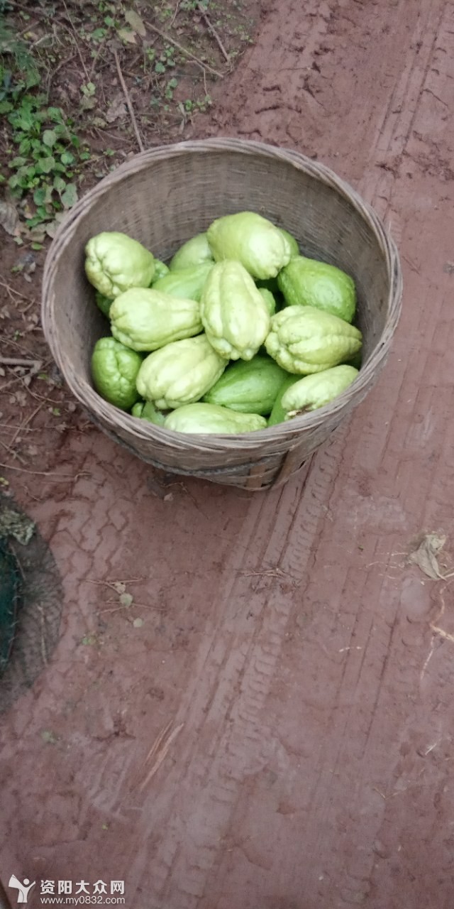 摘虎儿瓜