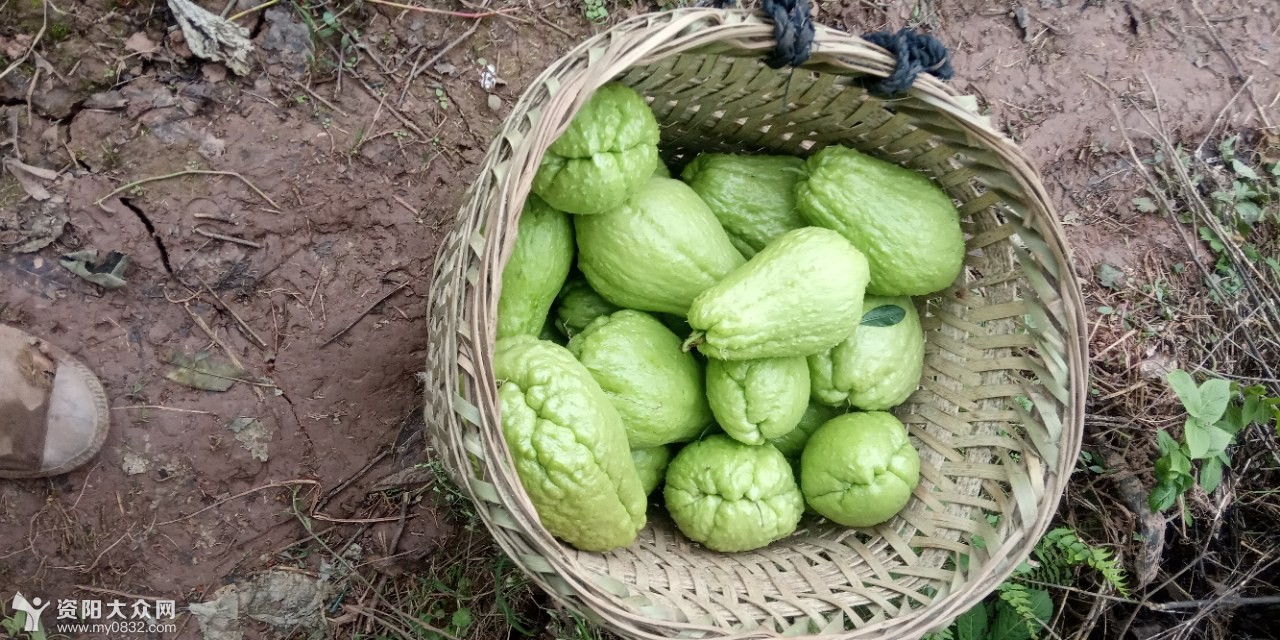 摘虎儿瓜
