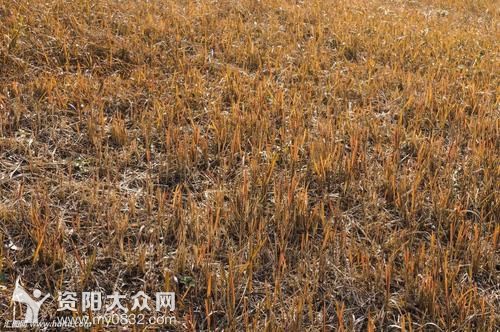 冬天来了,小草为何要枯萎