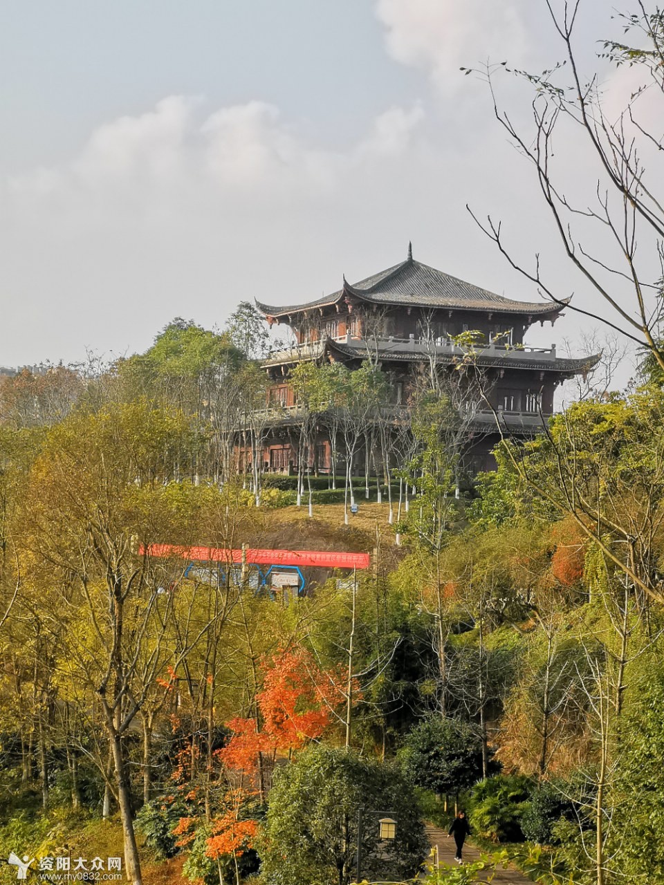 安岳南山公园腊梅花始开