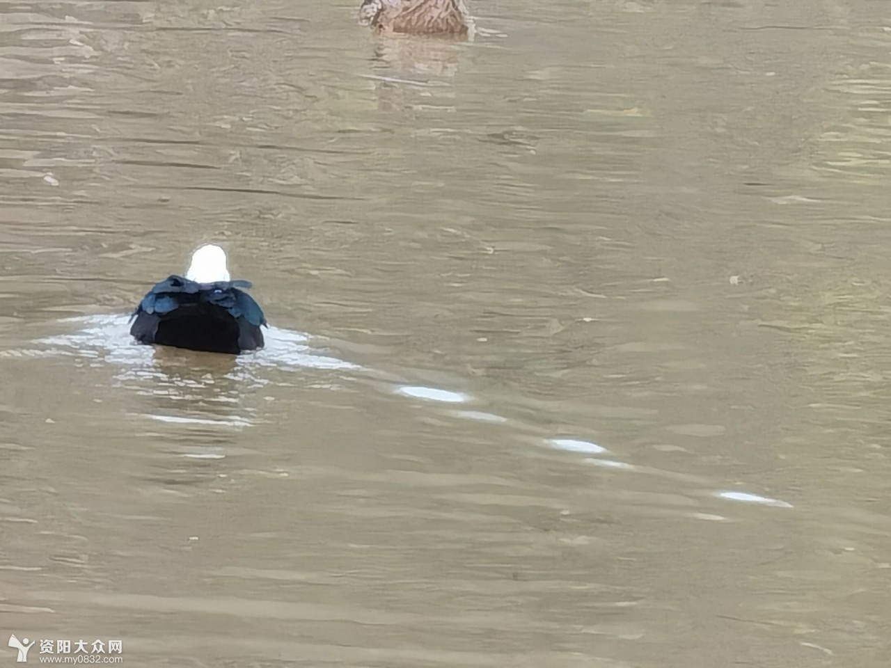 宝森看凤鸭戏水去