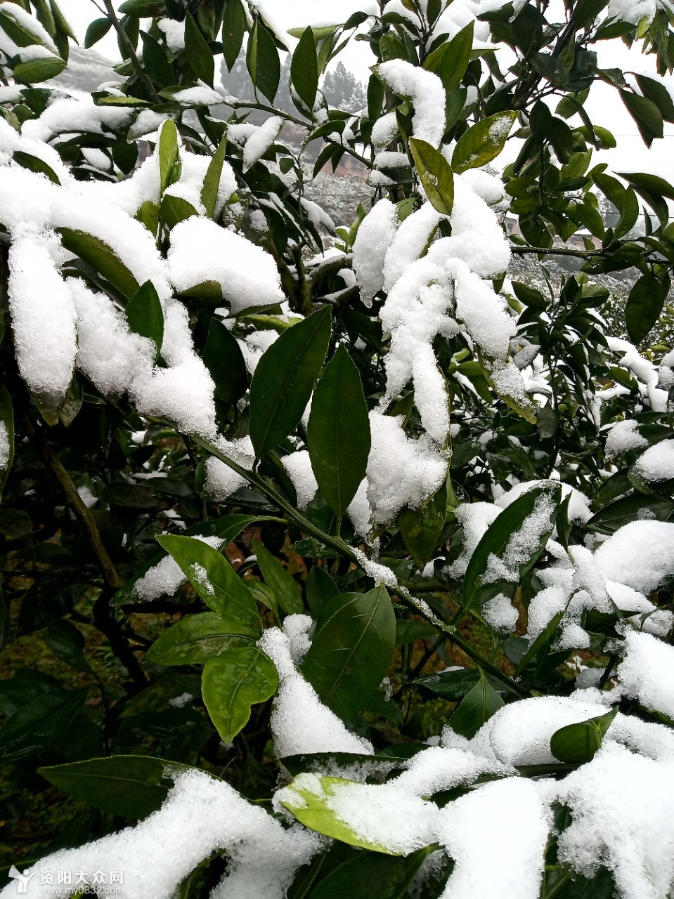 橘树上全是白色一片,都说瑞雪兆丰年,今年果树上的