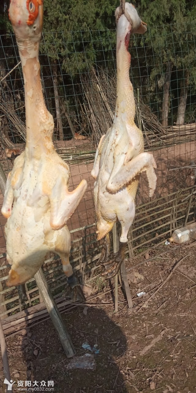 自己养的土西鸭