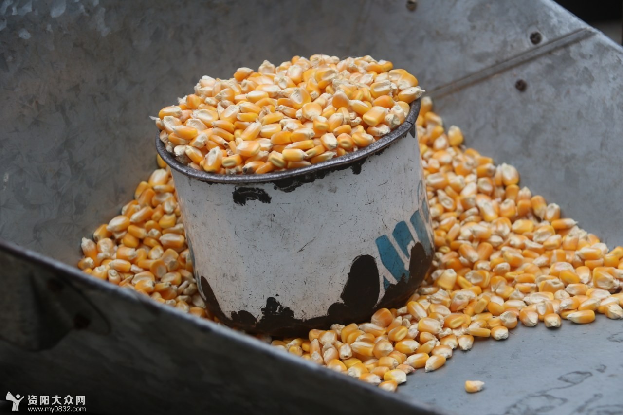 飘香夜雨原创:又香又脆的爆玉米花勾起童年的回忆!