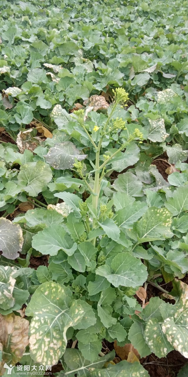 油菜秧怎么回事