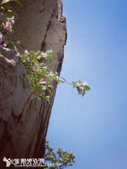 悬崖峭壁上的梅花图片图片