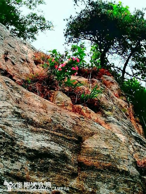 悬崖峭壁上的梅花图片图片