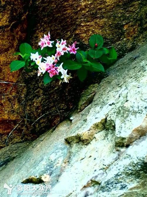 岩石上的梅花图片图片