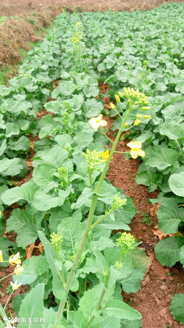 昨天在路上发现油菜花开得很少,油菜秧一高一矮开花