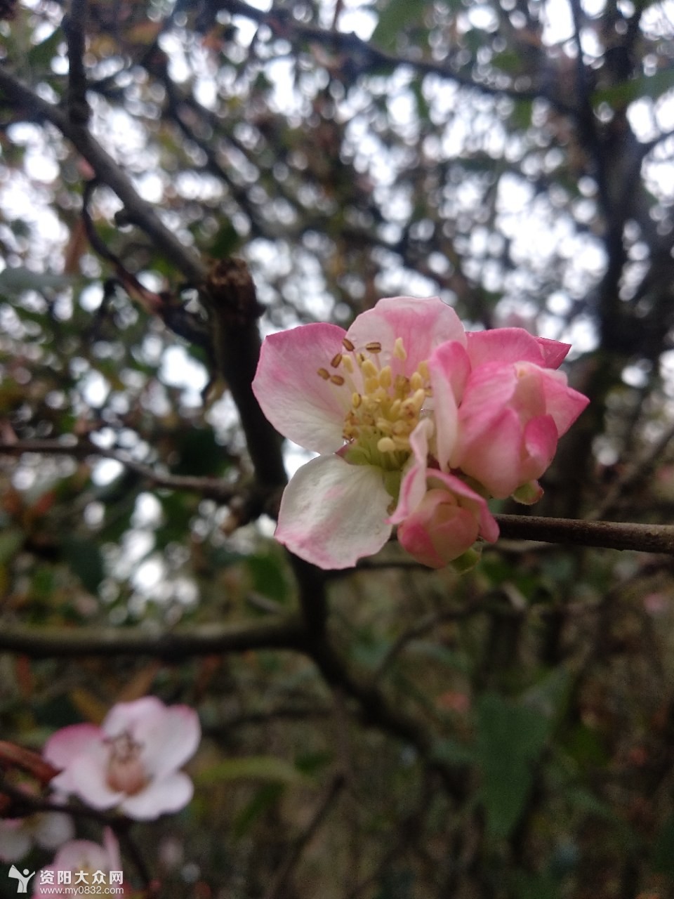 春天到了,野木瓜樹開鮮花等你來觀賞!