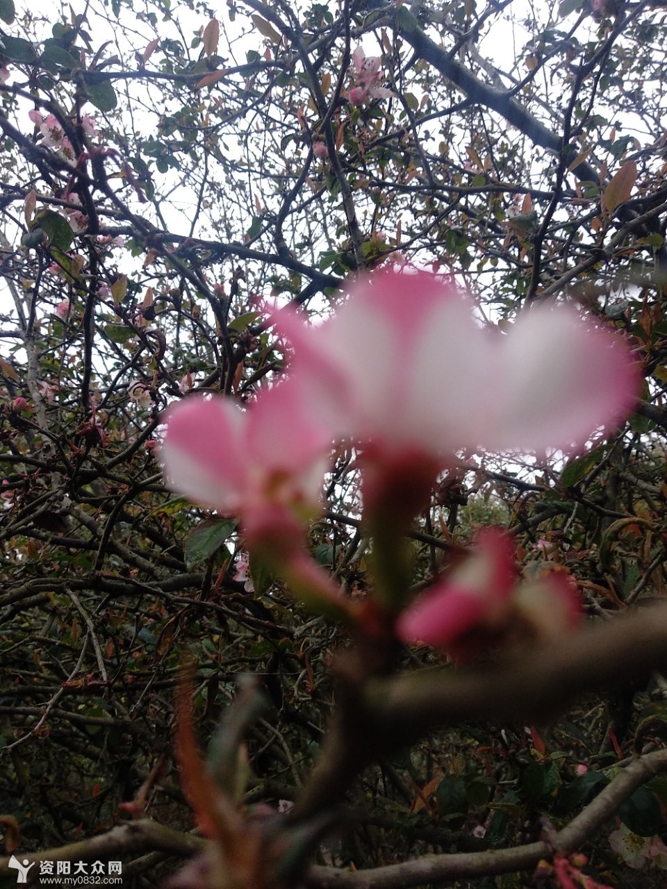 春天到了,野木瓜樹開鮮花等你來觀賞!