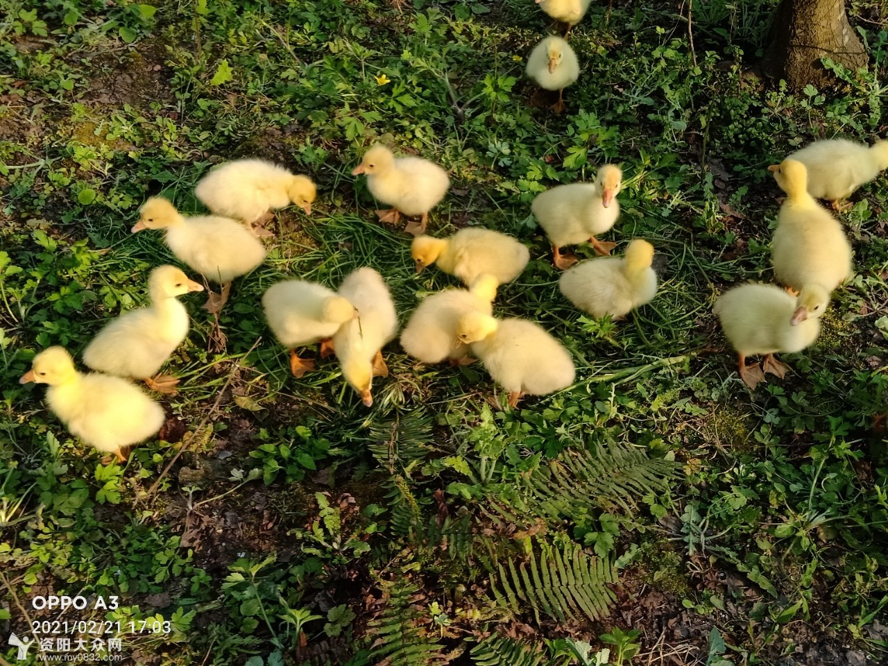 毛茸茸萌萌哒的小奶鹅