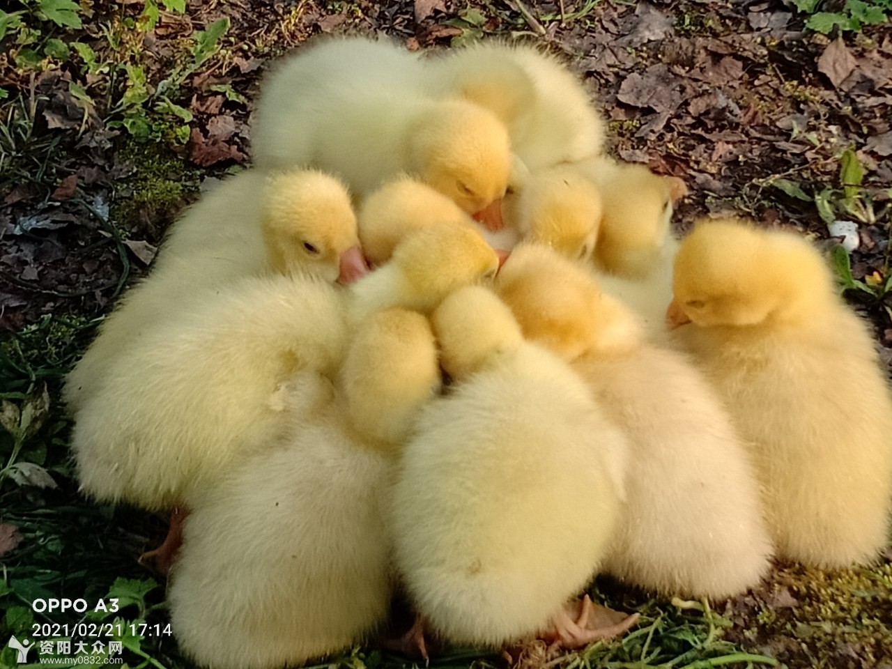 毛茸茸萌萌哒的小奶鹅