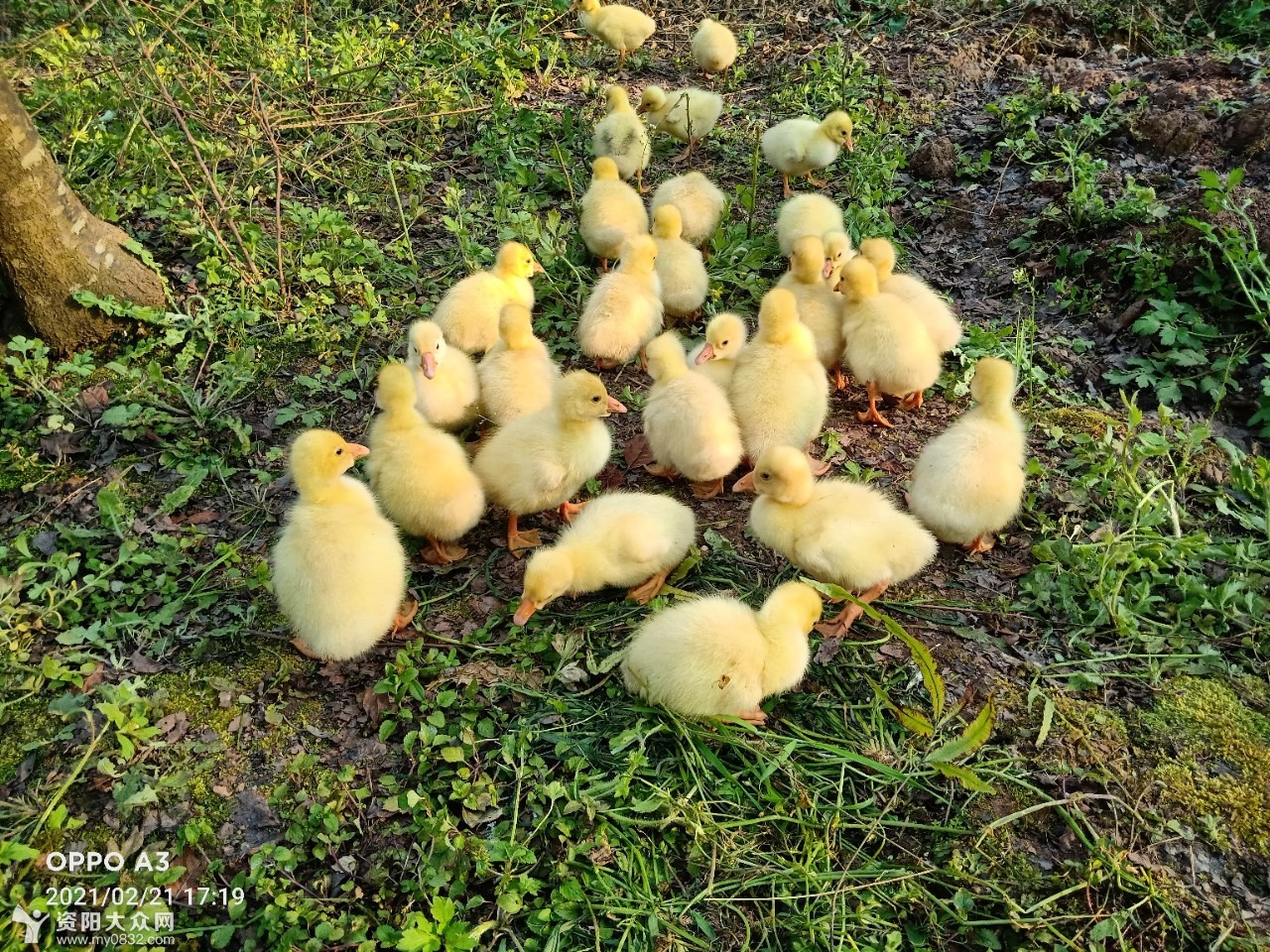 毛茸茸萌萌哒的小奶鹅