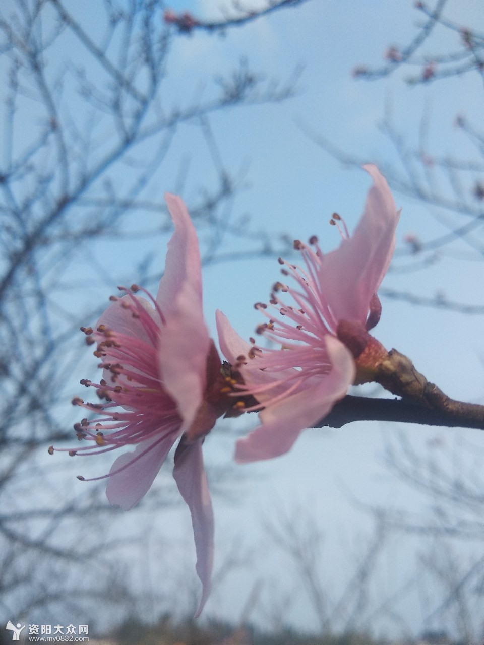 水蜜桃开花了来观赏吧!