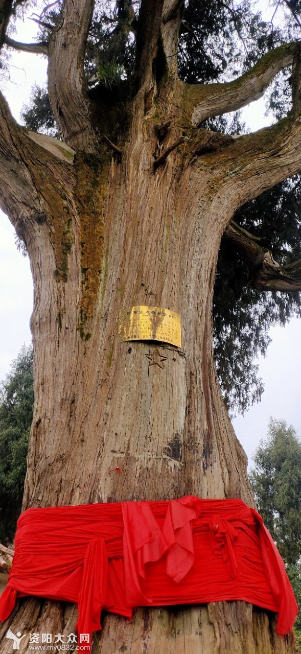 1800多年的古柏树