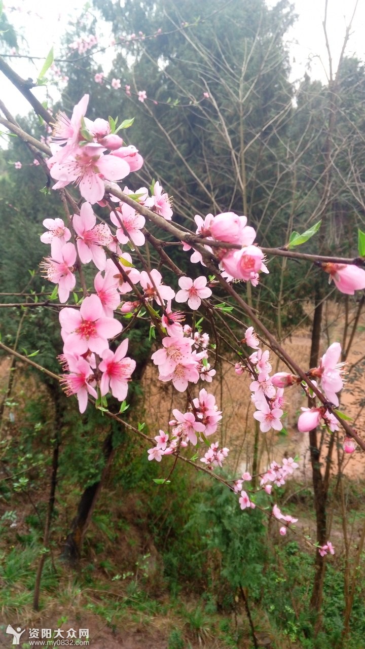 农村桃花开了