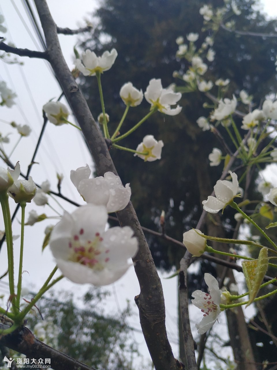 週末乘著春風,伴著春雨,來到鄉下看梨花!