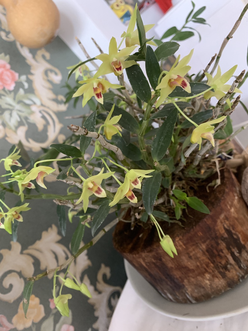 铁皮石斛开花了