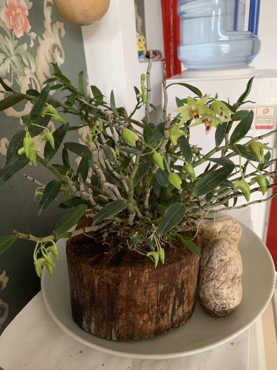 铁皮石斛开花了