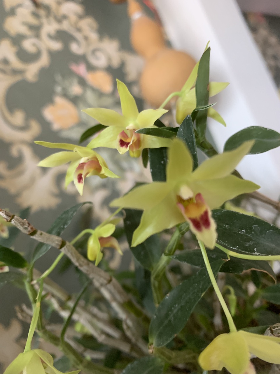 铁皮石斛开花了