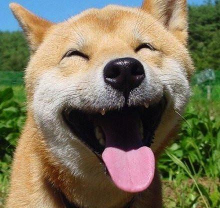 狗狗微信头像图片微笑图片