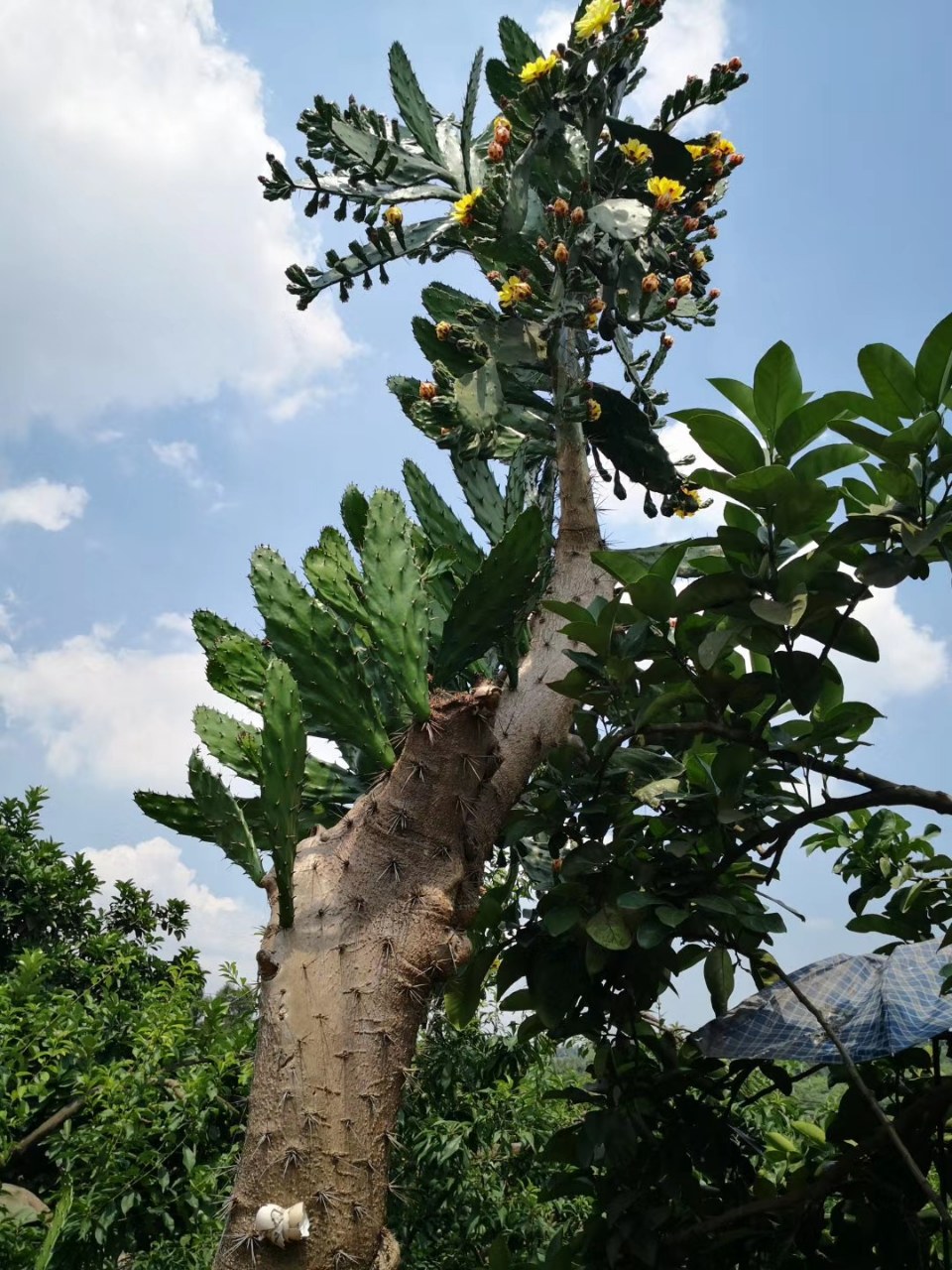 【小草原创】一棵比我高不少的仙人掌,据说已经二十多岁了