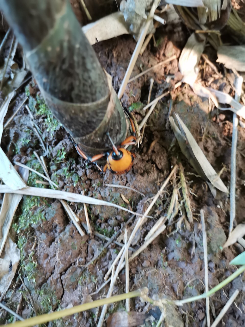 笋子虫——70后80后的记忆