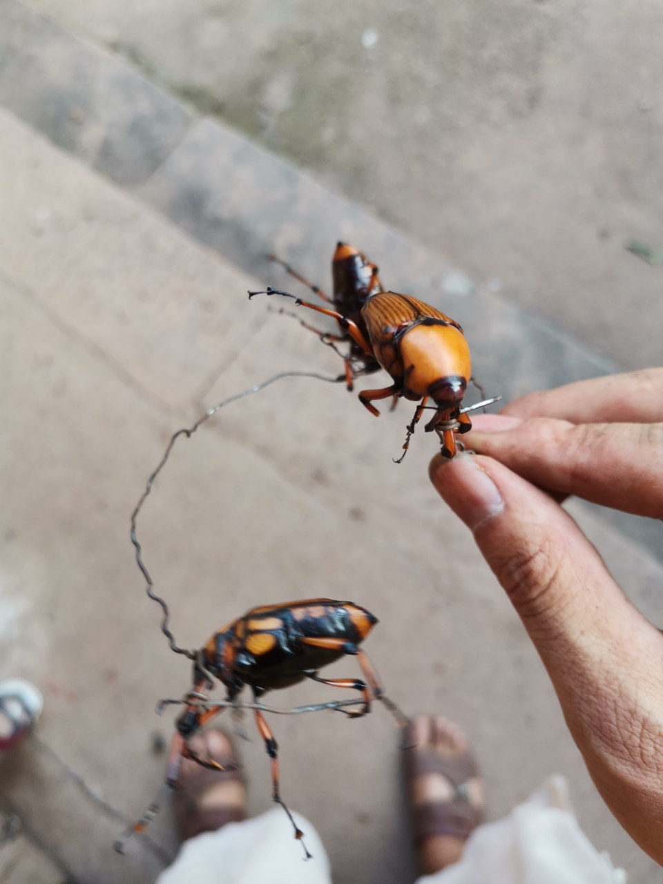 笋子虫——70后80后的记忆