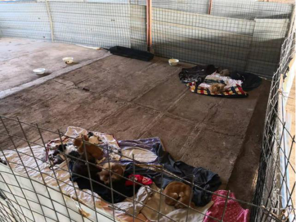 保和镇废弃养狗厂后续,已为幼犬提供健康安全的生存条件